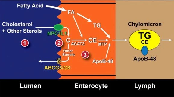 Phytosterols