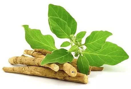 Fermented ashwagandha Extract Powder